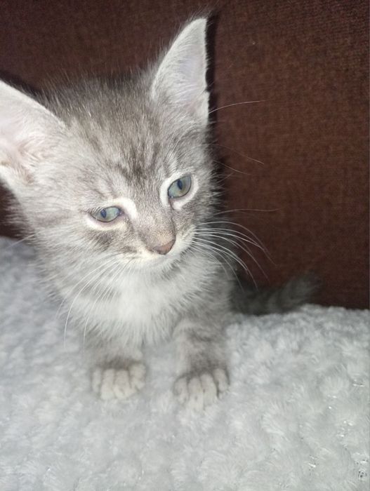 Кошенята шукають дім — безкоштовно