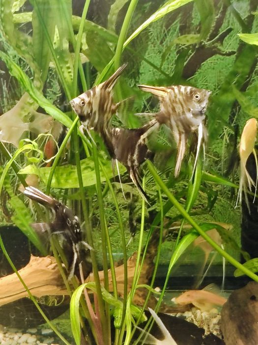 Skalary Marmur Czarny