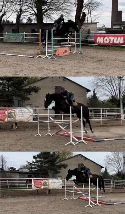 Kary wałach wielkopolski 5 lat