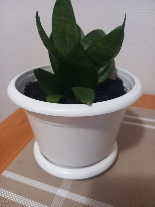 Сансивєра ханні кімнатна рослина