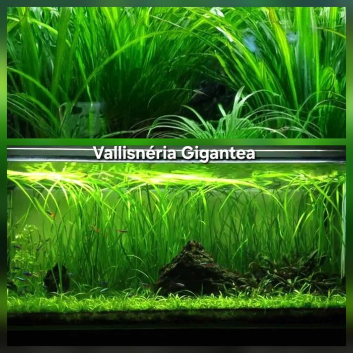 Pack 45x | 8 Espécies de plantas Aquário - Manutenção Fácil