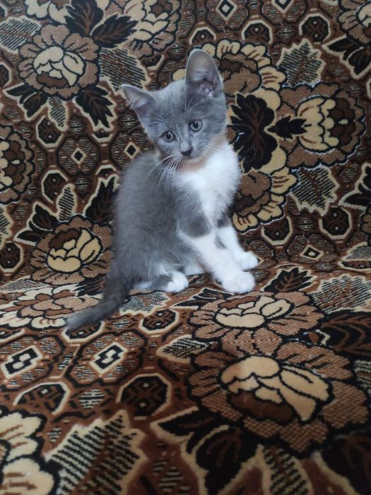 Котенята віддам в добрі руки