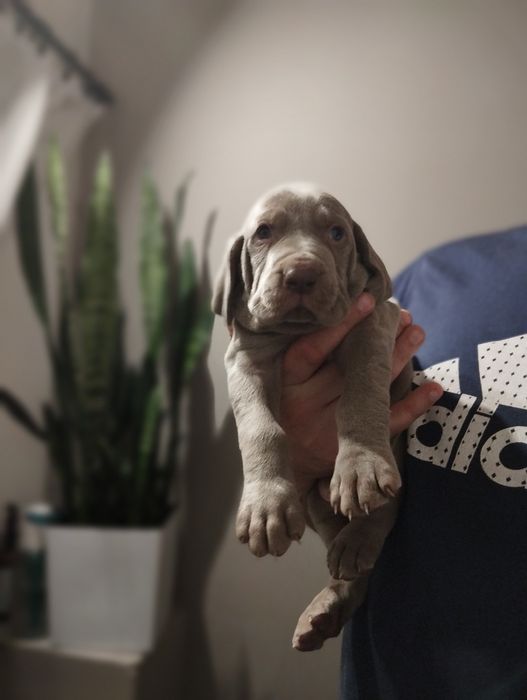 Wyżeł weimarski piesek srebrzystoszary do odbioru przed Świętami