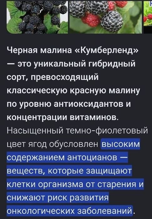 Черная малина Камберлен саженцы. кладезь антиоксидантов