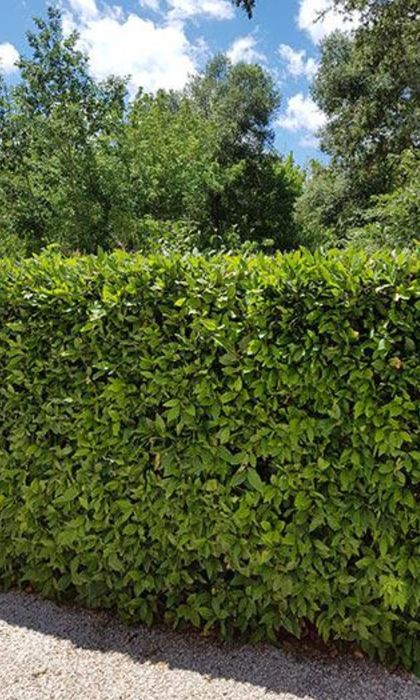 Loureiro (Laurus Nobilis) 60/80 cm