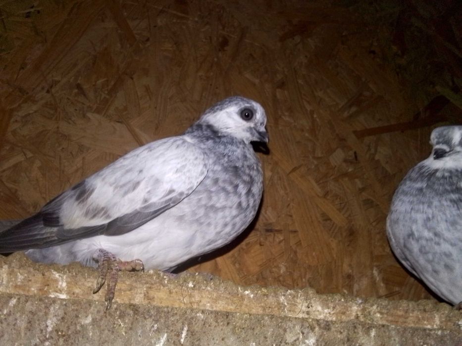 Gołębie .gołąbki .ryzowce.zeberki