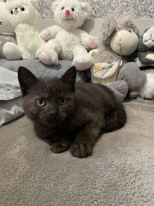 ТЕРМІНОВО! Кошенята в добрі руки