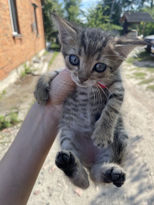 Котики безкоштовно