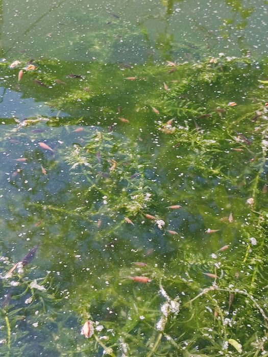 Peixes de aquário ou lago de água fria