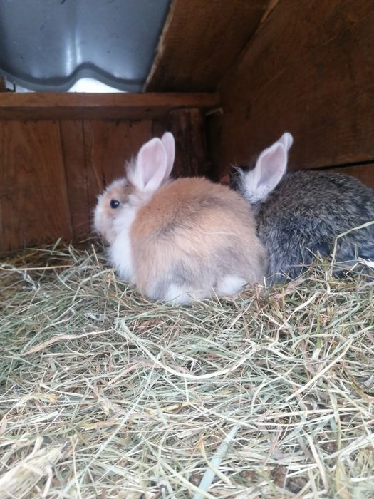 Młode króliki miniaturki lewki