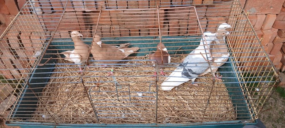 Sprzedam lub zamienie