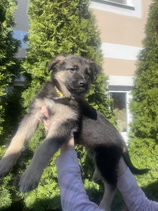 Щенки немецкой овчарки