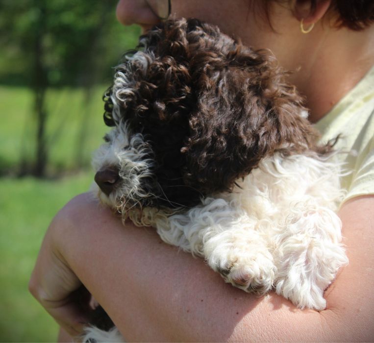 Lagotto Romagnolo piesek ZKwP FCI