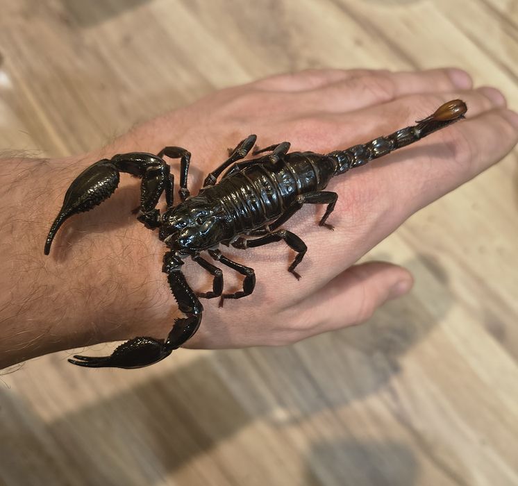 Hetetometrus spinifer sub / adult