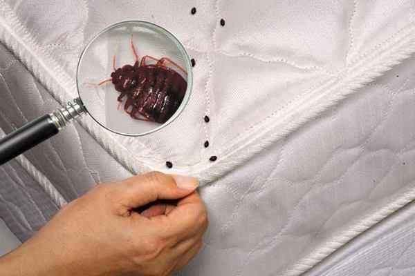 Знищення тарганів та клопів без запаху. Безпечно для дітей і тварин