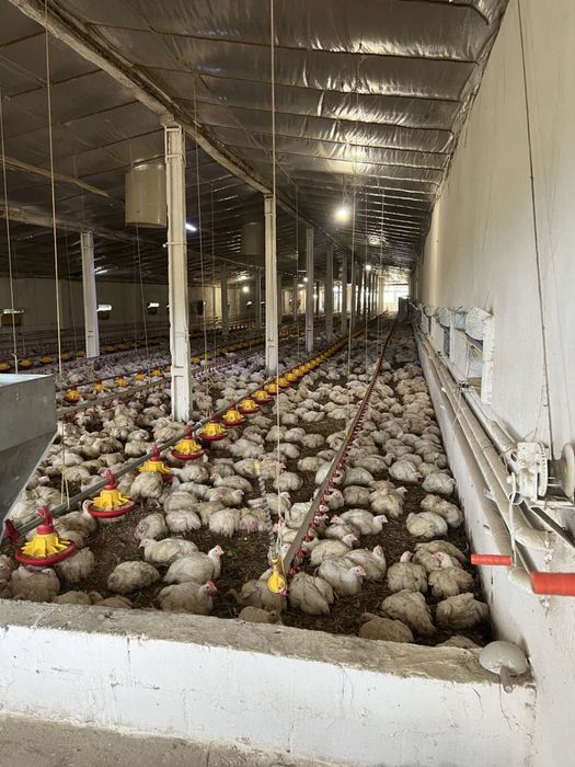 Комплекс будівель  (птахоферма)