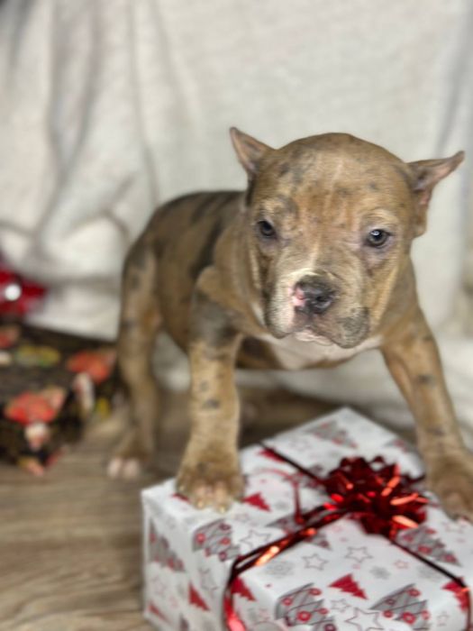 Американський буллі мрамор