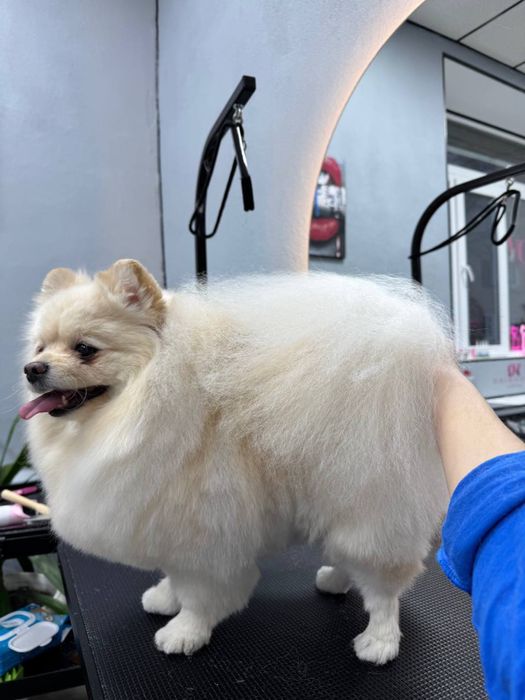 Груминг полтава