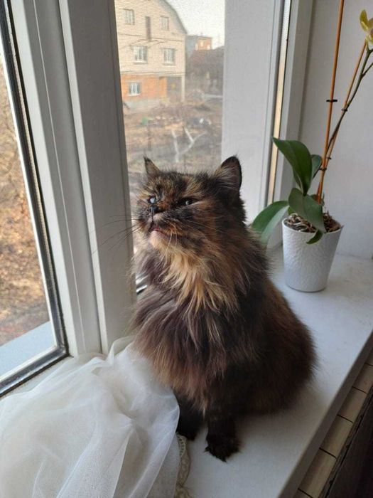 Nola szuka dobrego domu