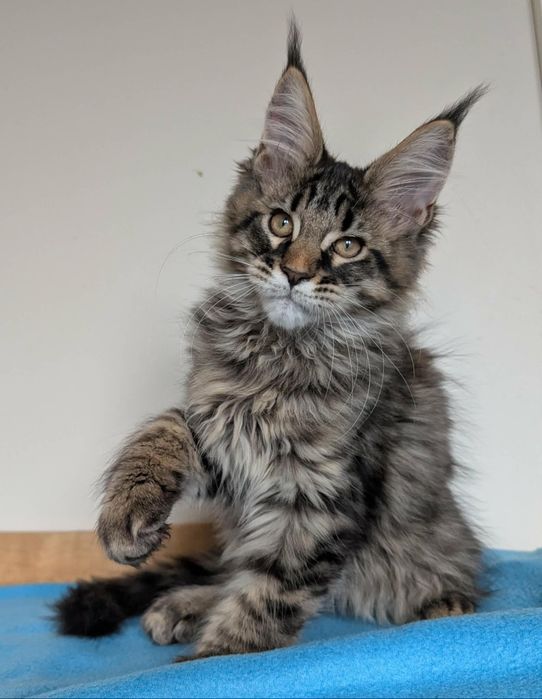 Kocurek Wiewiórek Maine Coon