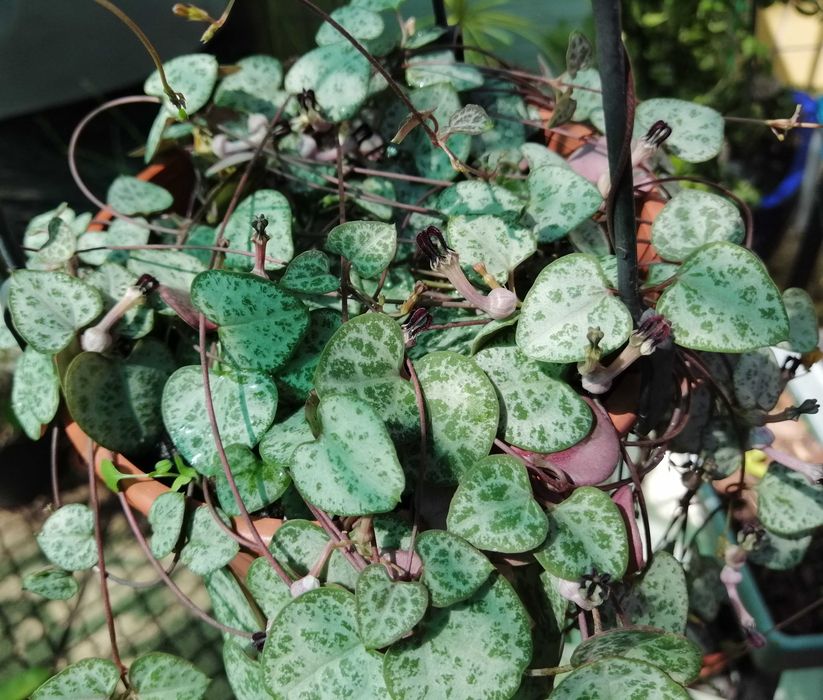 Ceropegia woodii.