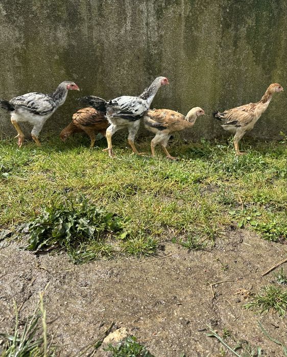 Frangos indios gigante  com 3 meses
