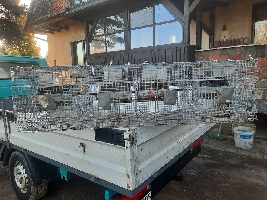 klatka dla królików