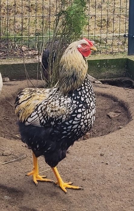 Kogut Wyandotte olbrzymi