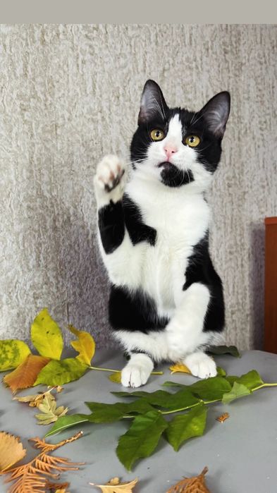 Отдам черно-белого котенка, девочка, 4 месяца
