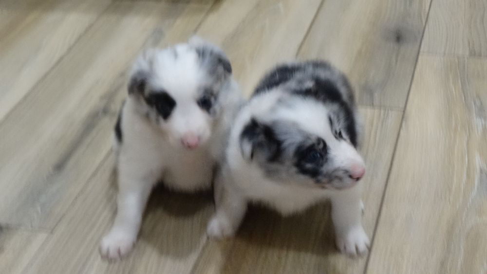 Border collie piesek z rodowodem