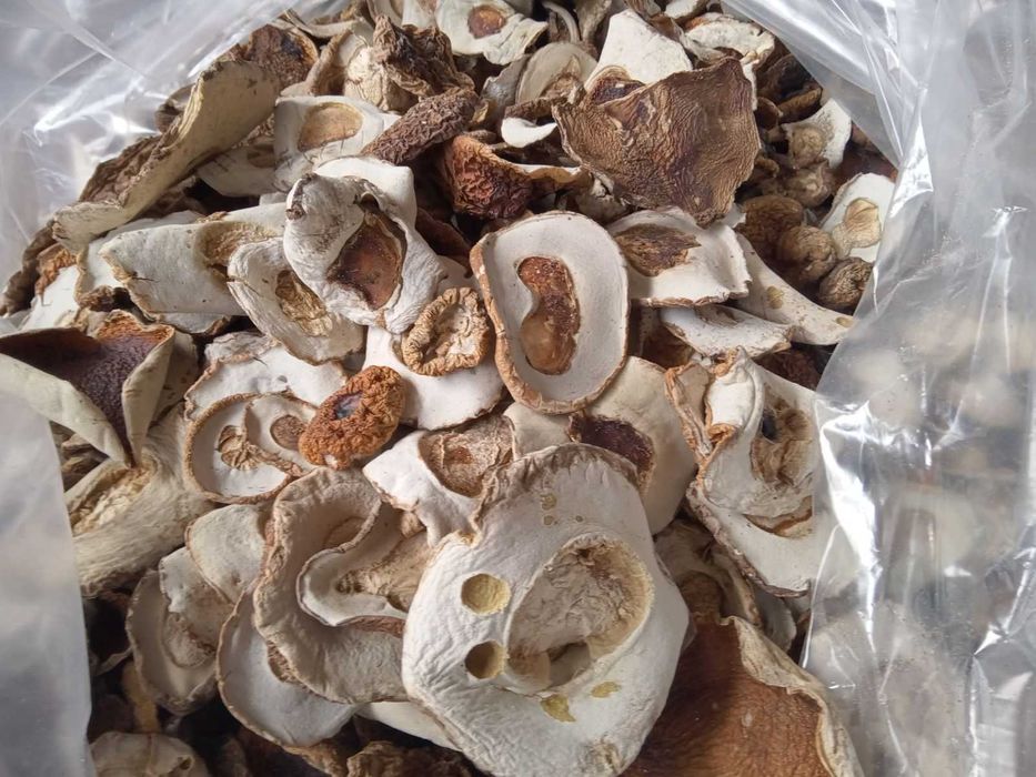 Grzyby suszone borowik