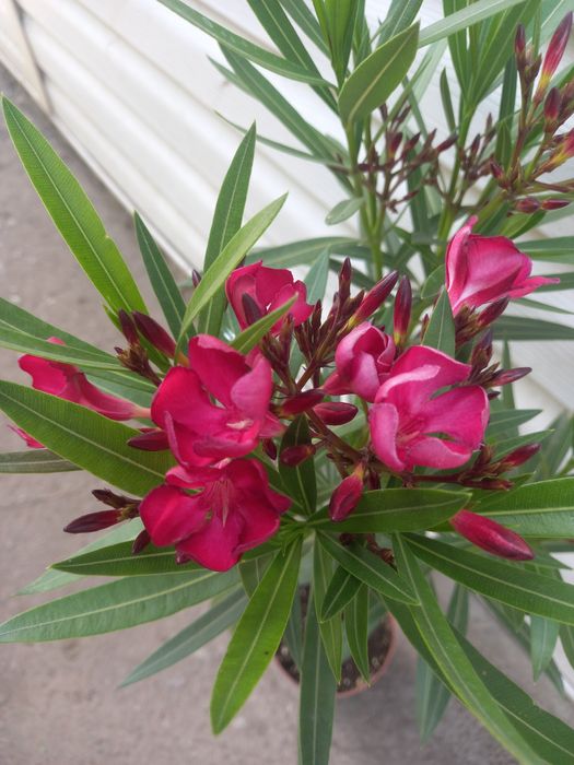 Олеандры разных цветов,лагерстремия