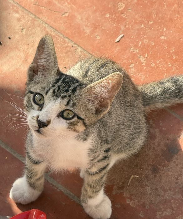 Gatinhos bebés para adoção responsável