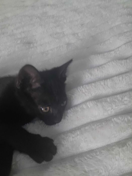 Gatinha da sorte procura uma família!