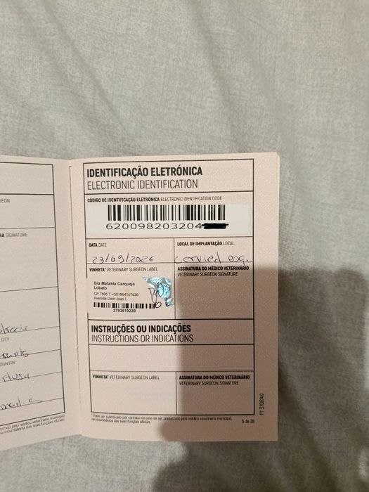 Pincher  fêmea  3 meses