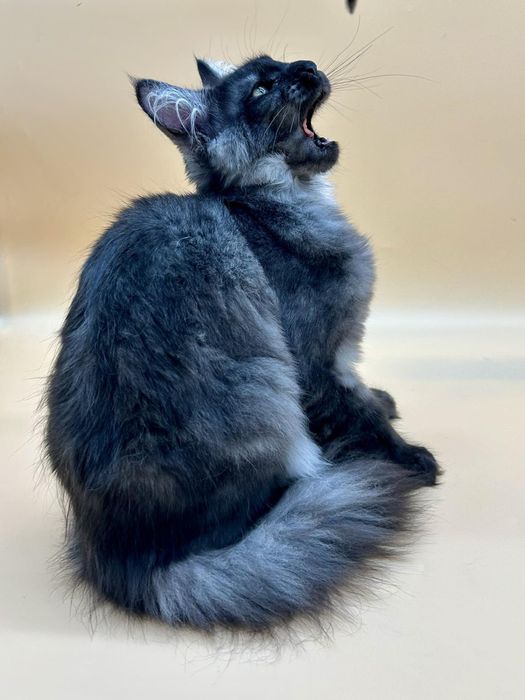Мейн кун  котенок девочка черный дым с документами питомник