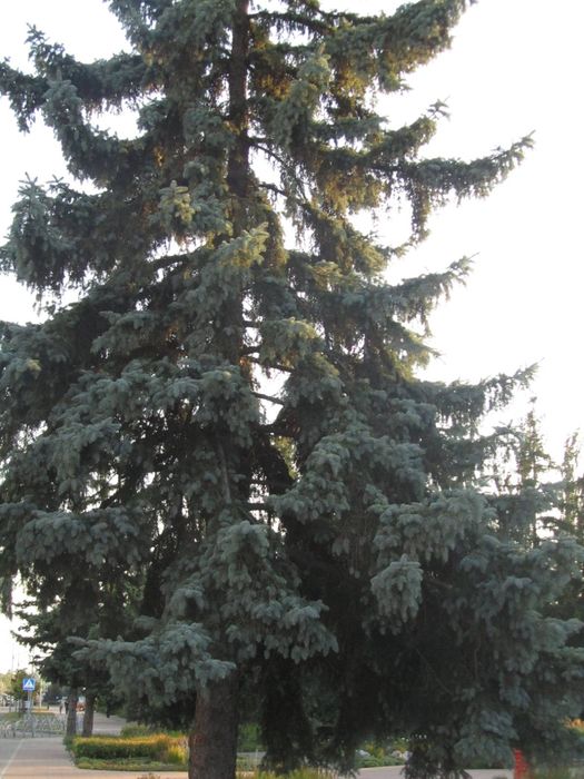 Вінтажний цифровий фотоапарат Canon IXUS 970 IS