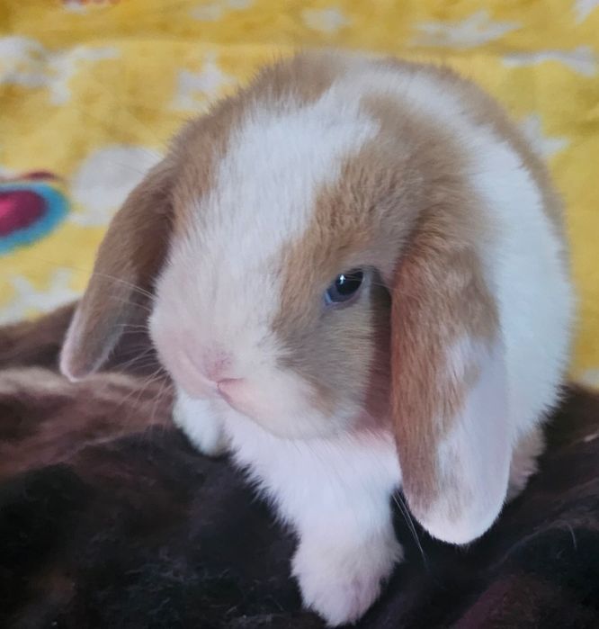 Coelho anao mini lion, mini holandes e mini lop