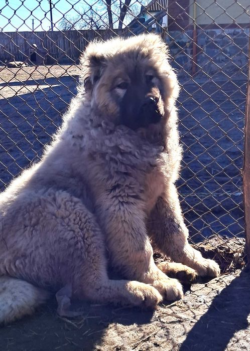 Цуценята кавказьких вівчарок