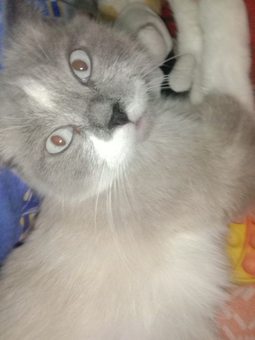 продам котят цена договорная