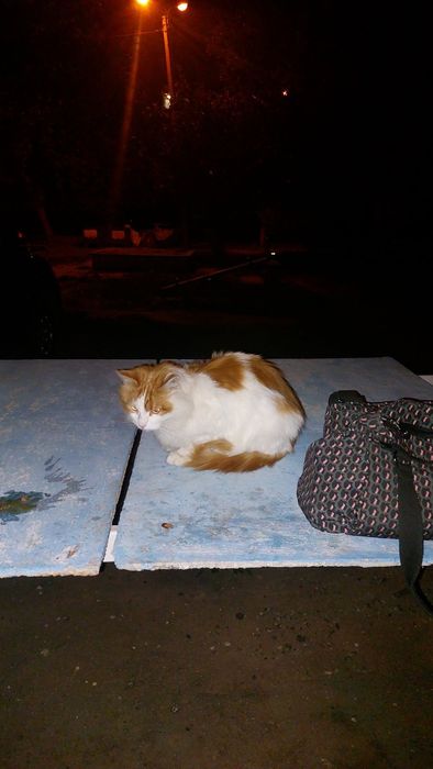 Отдам пушистого рыже-белого кота, умерла хозяйка