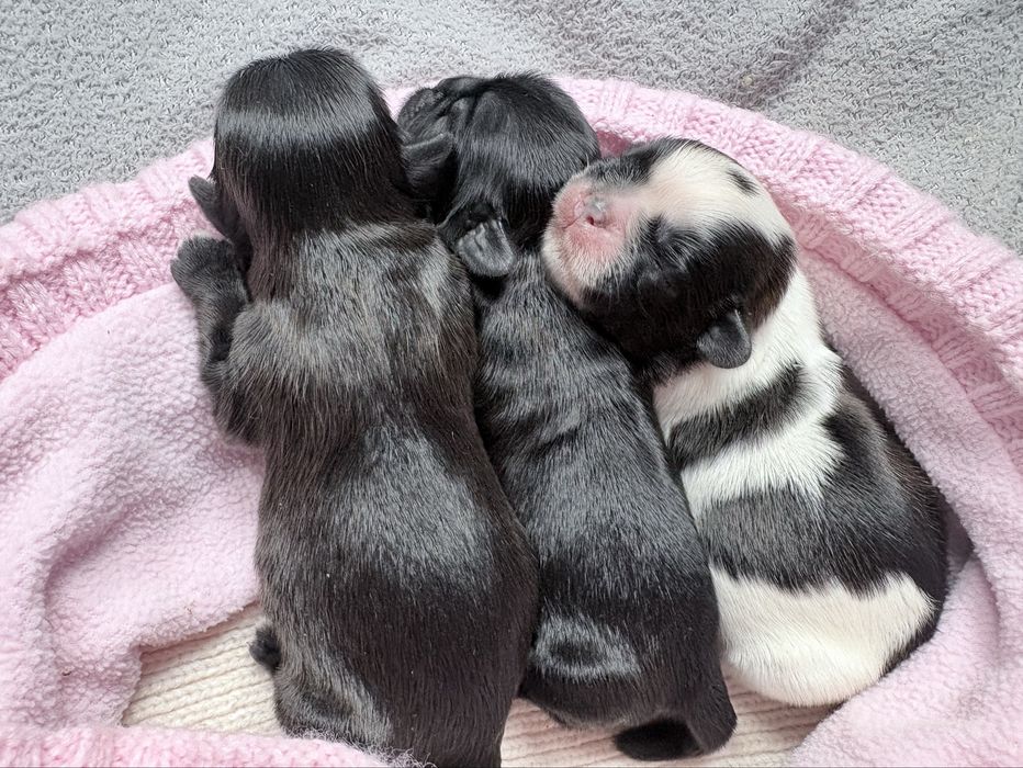 Chlopcy Shih-tzu
