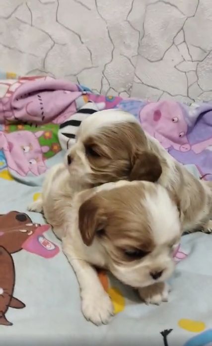 Бронь, кавалер кинг чарльз спаниель девочки и мальчики.