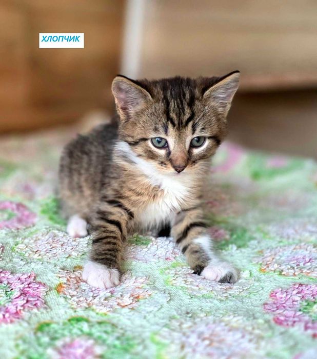 8-ро кошенят в добрі руки