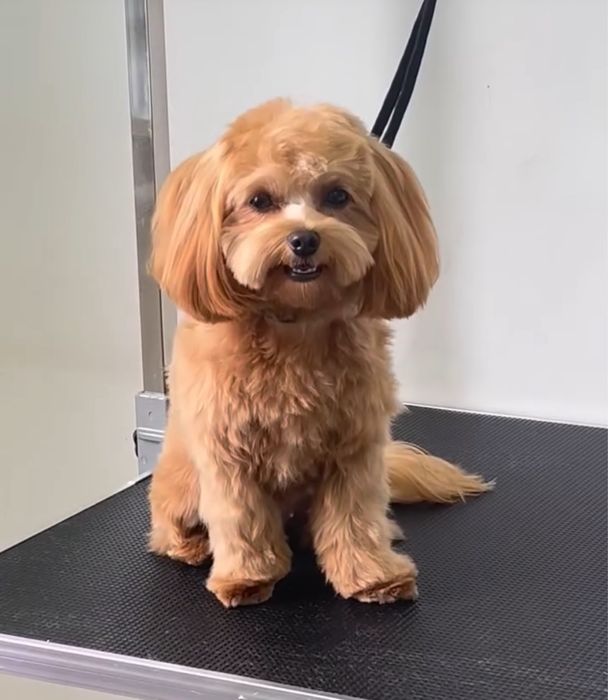 Послуги грумера.