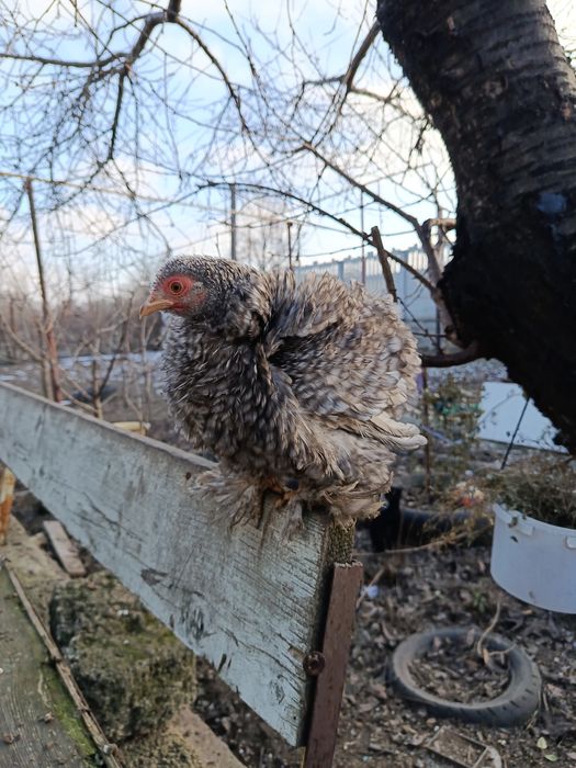 Инкубационное яйцо карликовый кокинхин