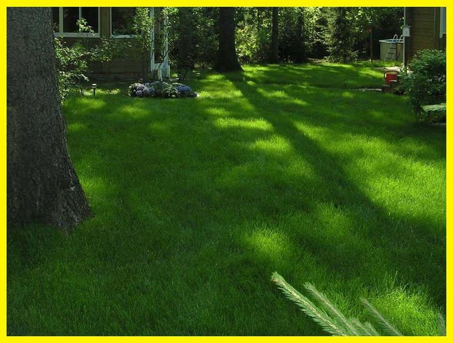 Насіння трави. Трава газонна Тіньова 2025, 1 кг