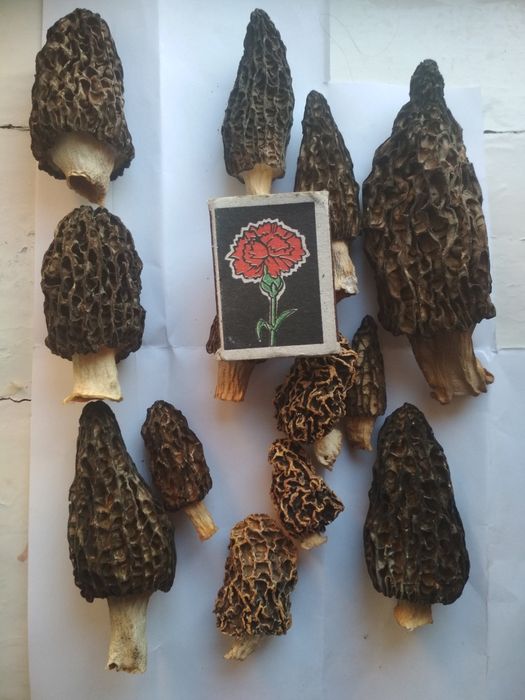 Сморчки Morchella conica 2025