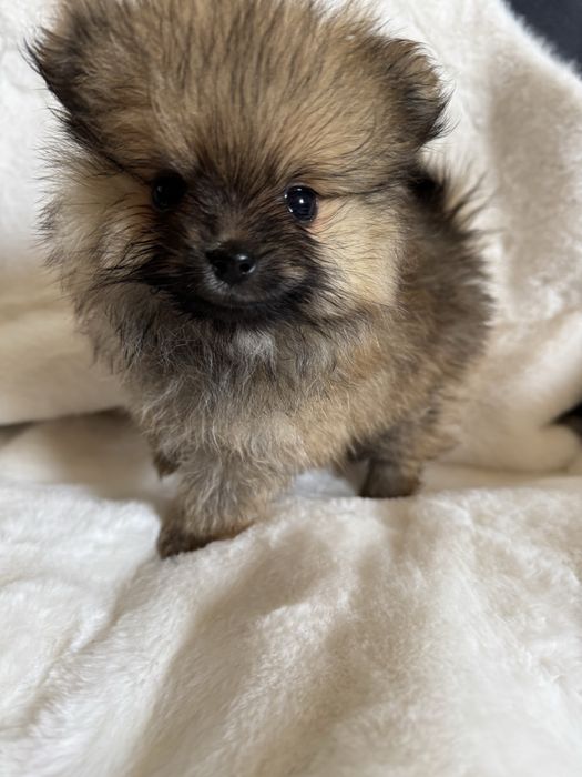 Pomeranian XXS. Uroczy mini szpic miniaturowy