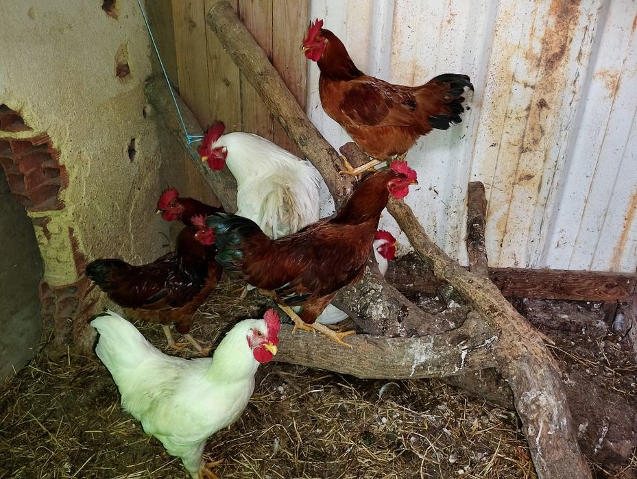 Galos caseiro para venda